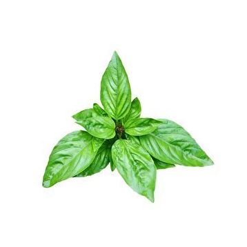 E-Fidancım 50 Adet Dogal Green Flesh Geniş Yapraklı Aromatik Fesleğen Tohumu