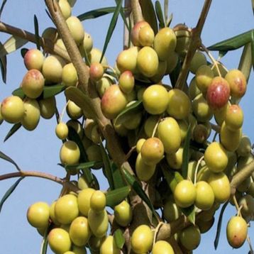 E-Fidancım Tüplü Arbosona Bodur Zeytin Fidanı