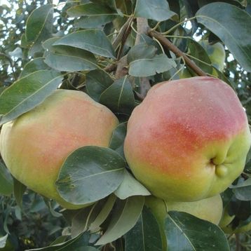 E-Fidancım Tüplü Dev Meyveli Yarıbodur Deveci Armut Fidanı