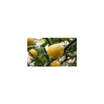 E-Fidancım Tüplü Enter Limon Fidanı