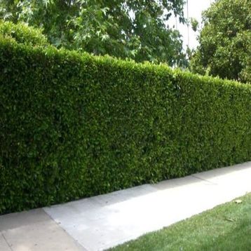 E-Fidancim Tüplü Kurtbağrı Ligustrum Fidanı