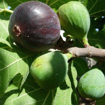 E-Fidancım Tüplü Mor Güz İncir Fidanı