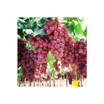 E-Fidancım Tüplü Red Globe Üzüm Fidanı