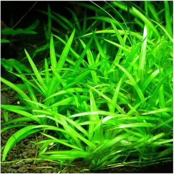 Echinodorus Bolivianus Saksı Canlı Bitki