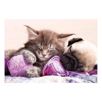 Educa Dream Companions 500 Parça Puzzle