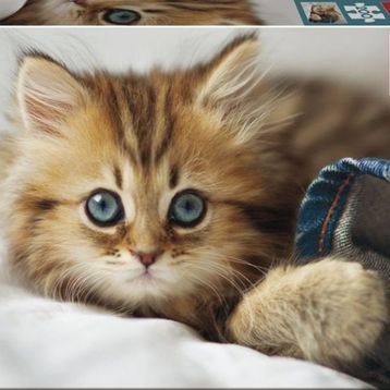 Educa Kitten 200 Parça Puzzle