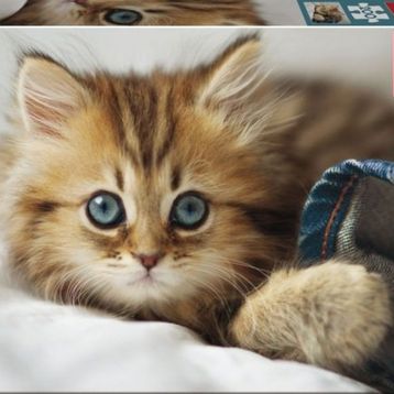 Educa Kitten 200 Parça Puzzle