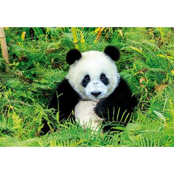 Educa Panda Bear 500 Parça Puzzle