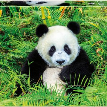 Educa Panda Bear 500 Parça Puzzle