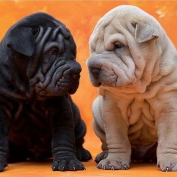 Educa Puppies 500 Parça Puzzle