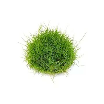 Eleocharis Parvulus In Vitro Canlı Bitki
