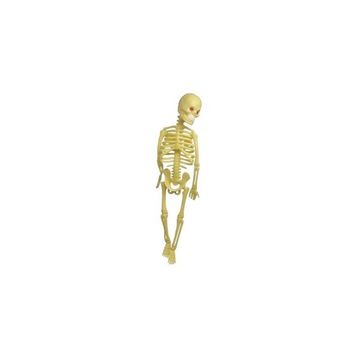 Elif 22 cm Plastik İskelet Modeli