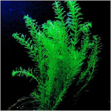 Elodea Species 5 Kök Canlı Bitki