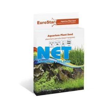 Eurostar Eleocharis Parvula Bitki Tohumu