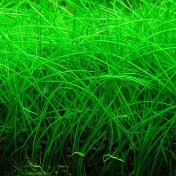 Eurostar Eleocharis Parvula Bitki Tohumu