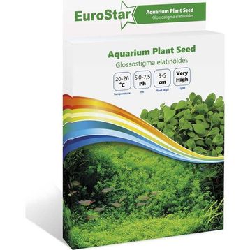 Eurostar Glossostigma Elatinoides Bitki Tohumu