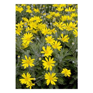 Euryops Pectinatus Sarı Çalı Papatyası