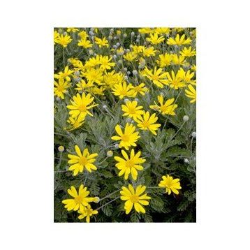Euryops Pectinatus Sarı Çalı Papatyası