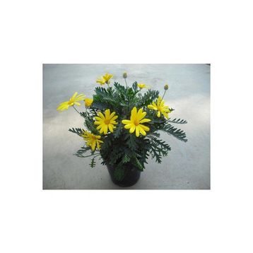 Euryops Pectinatus Sarı Çalı Papatyası