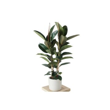 Ficus Elastica Kauçuk Salon Bitkisi