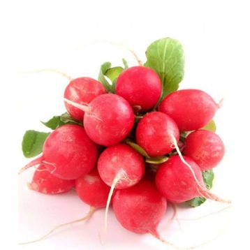 Fındık Turp (Adet)