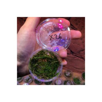 Flame Moss Kutu Canlı Bitki