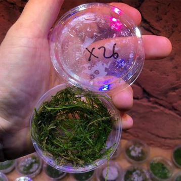 Flame Moss Kutu Canlı Bitki