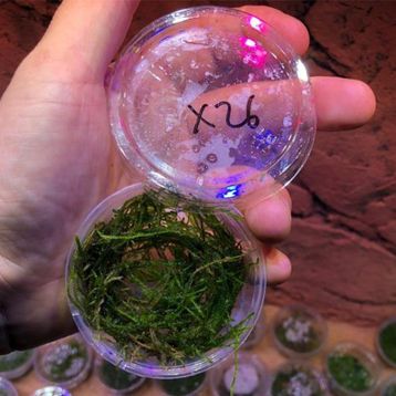 Flame Moss Kutu Canlı Bitki