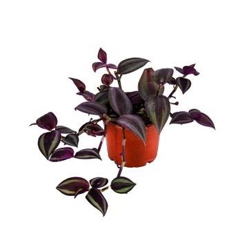 Grow Botanik 10'lu Saksıda Telgraf Çiçeği