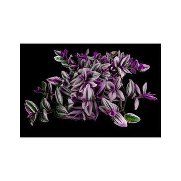 Grow Botanik 10'lu Saksıda Telgraf Çiçeği