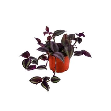 Grow Botanik 10'lu Saksıda Telgraf Çiçeği