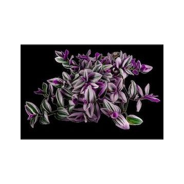 Grow Botanik 10'lu Saksıda Telgraf Çiçeği