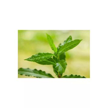 Gürbüzler 25 gr Defne Yaprağı Bitki Çayı