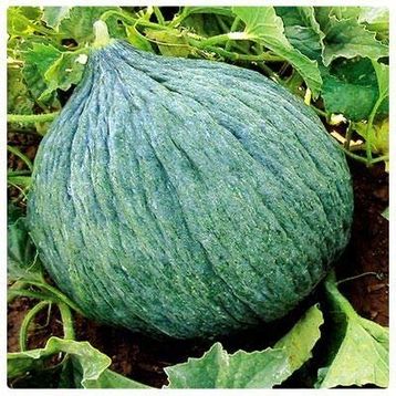 Hasanbey 10 gr Kavun Tohumu