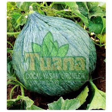 Hasanbey 10 gr Kavun Tohumu