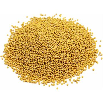 Hayfene 1 kg Sarı Hardal Tohumu