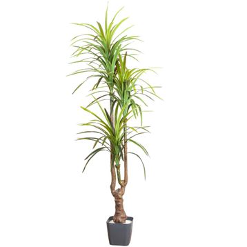 Herdekora Gerçek Dokulu 3 Dallı Yeşil 200 cm Yapay Dracena Ağacı