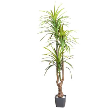Herdekora Gerçek Dokulu 3 Dallı Yeşil 200 cm Yapay Dracena Ağacı