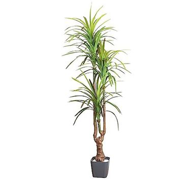 Herdekora Gerçek Dokulu 3 Dallı Yeşil 200 cm Yapay Dracena Ağacı