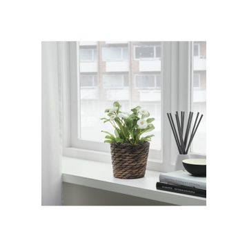 IKEA Druvflader Su Sümbülü 12 cm Saksı