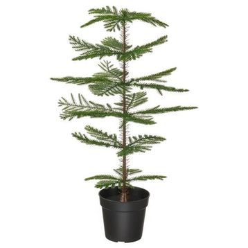 IKEA Fejka 15 cm Norfolk Adası Çamı Yapay Bitki