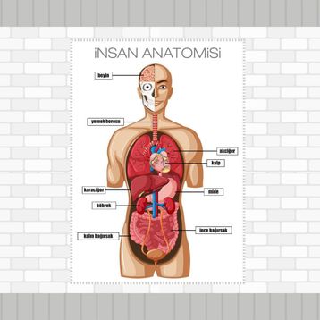 İnsan Anatomisi - Mehmet Yıldırım