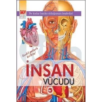 İnsan Vücudu - kollektif