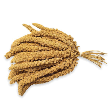 Jungle 500 gr Doğal Darı