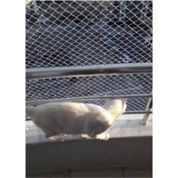 Kadir Tarım 1 mm 2.50 x 14 Metre Kedi Koruma Balkon Güvenlik Filesi