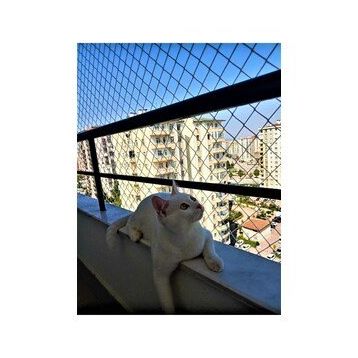 Kadir Tarım 2 mm 2.50 x 16 Metre Kedi Koruma Balkon Güvenlik Filesi