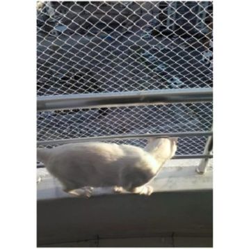 Kadir Tarım 2 x 1 Metre 1 mm Kedi Koruma Güvenlik Balkon Filesi
