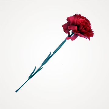 KARANFIL - FERMAN KARAÇAM