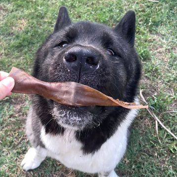 Kito 100 gr Kurutulmuş Dana Kelle Derisi Çiğnemelik Doğal Glutensiz Organik Köpek Ödül Maması