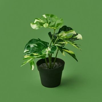 Kpm Botta Asorti 24 cm Çiçek